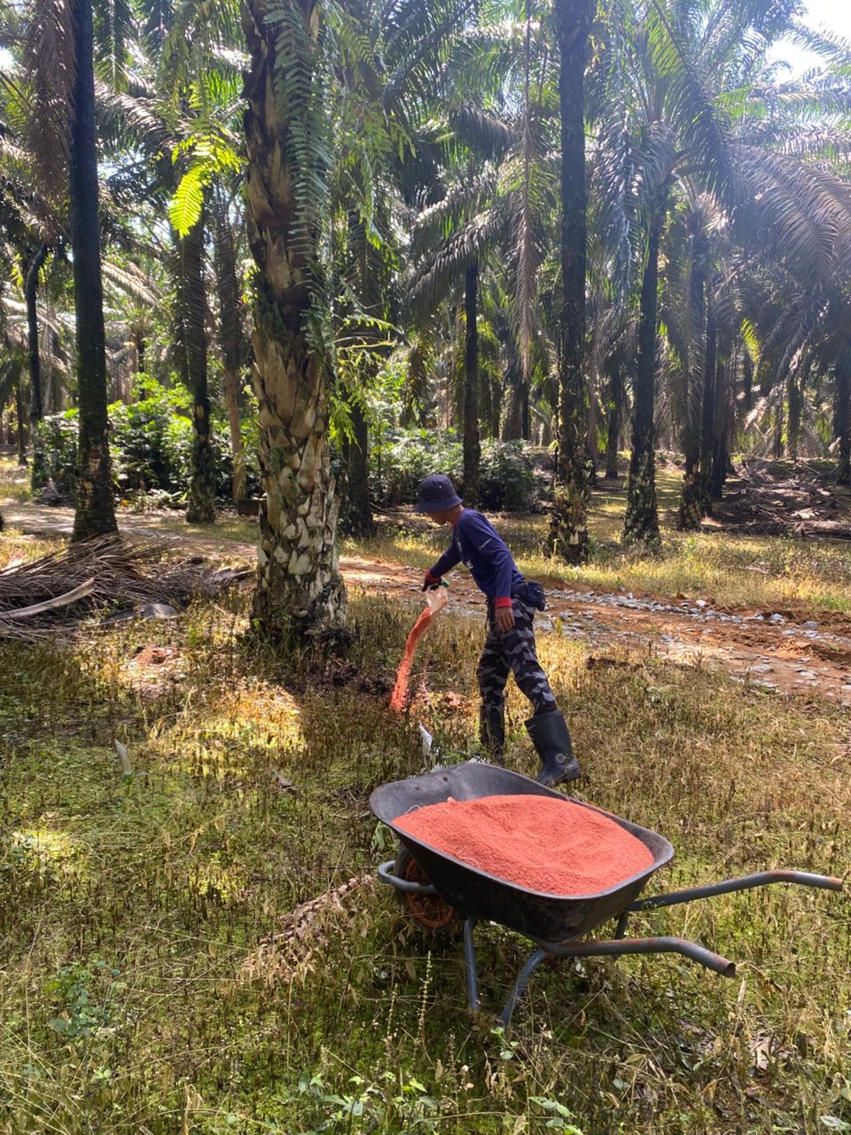 Fertilizing