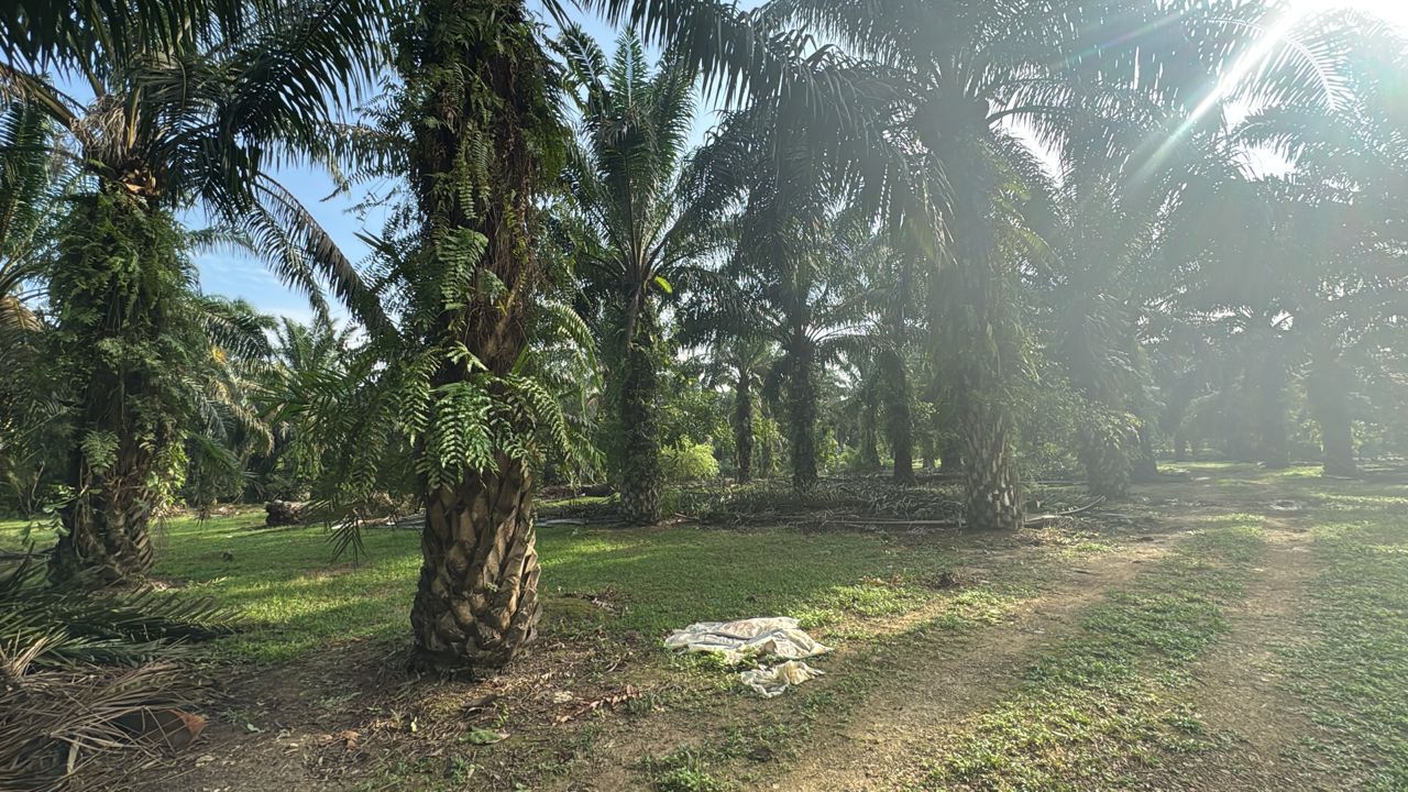 Plantation