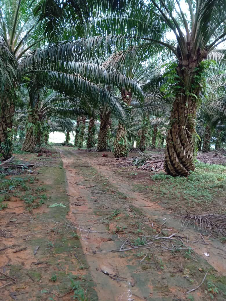 Field Path