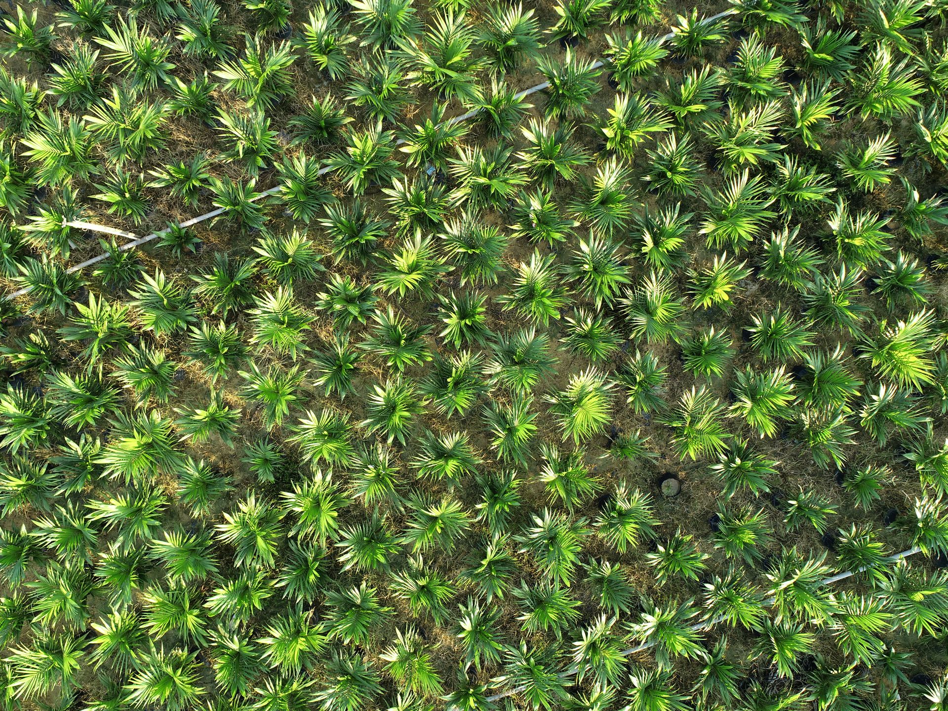 Agricultural Consultancy