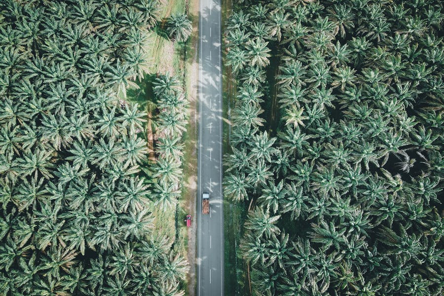 Plantation Leasing Management