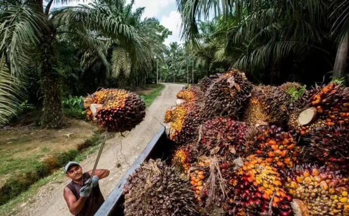 Plantation Management